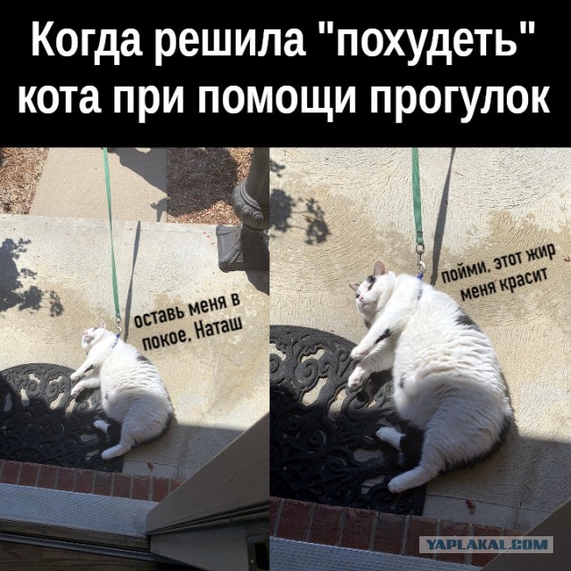 Забавные и смешные картинки на котовторник