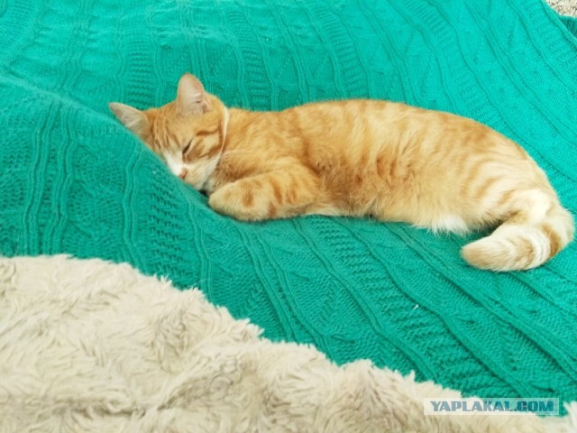 Котовторник ведь начался!