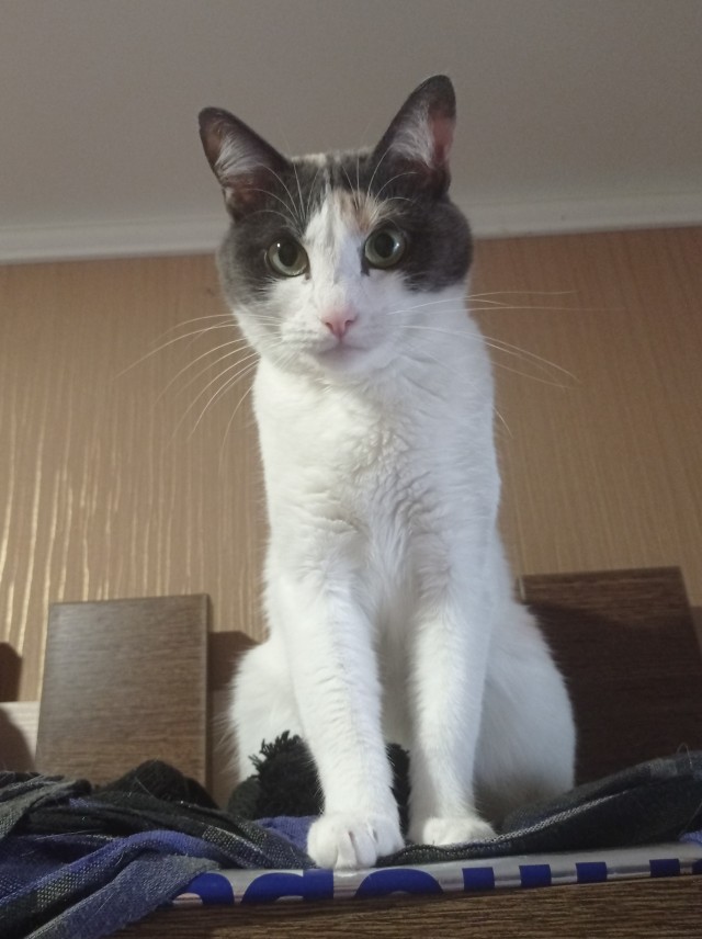 Кот д’Ивуар
