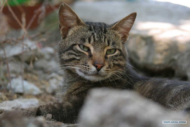 Южный берег Крыма