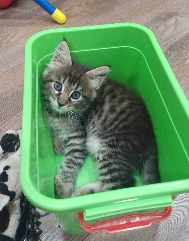 Котовторник 18.10.22