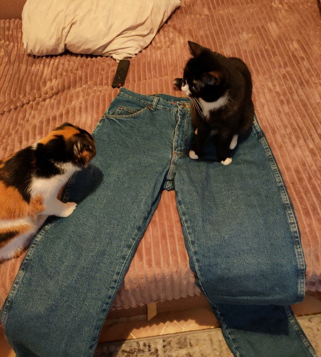 Мой котовторник