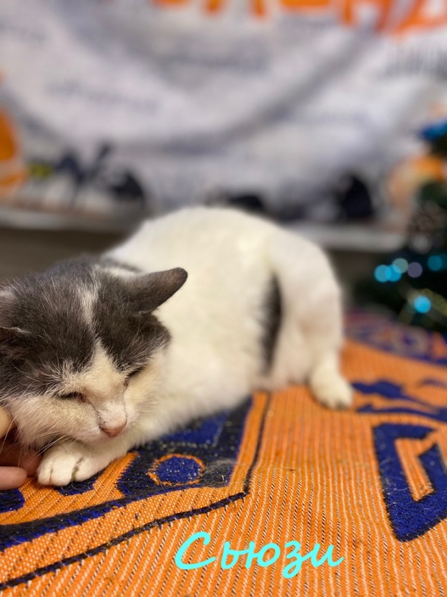 Жизнь домашнего приюта "Котоленд" 368