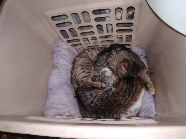Котодракула
