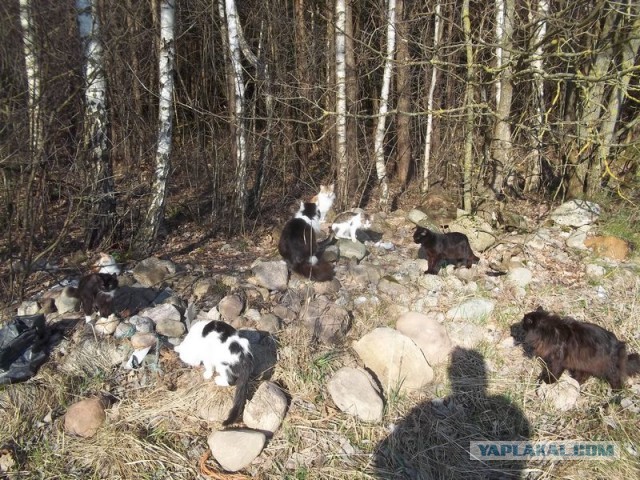 Жизнь домашнего приюта для котеек 442