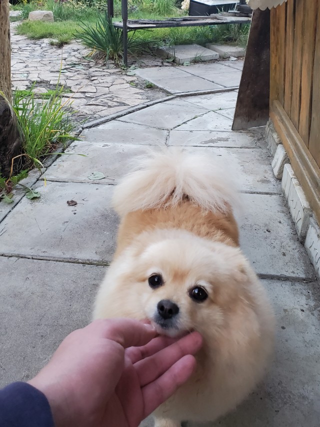 Милота: Яйцо на ножках
