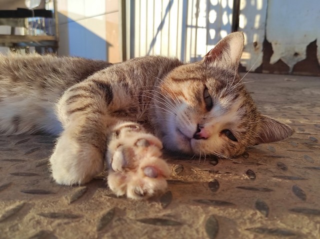 Очень производственные коты