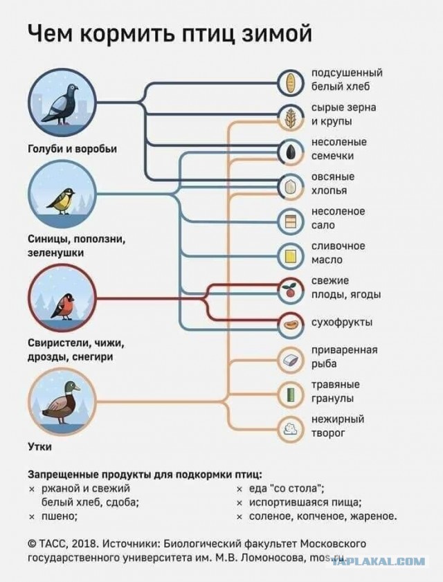 Спас тупую утку, вопросы по содержанию