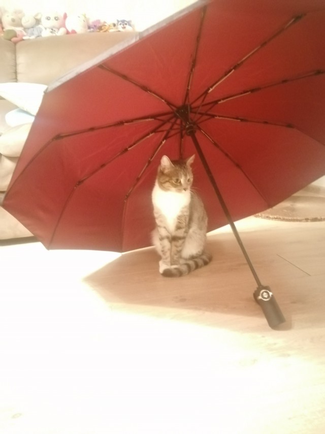 С котовторником ЯПовцы