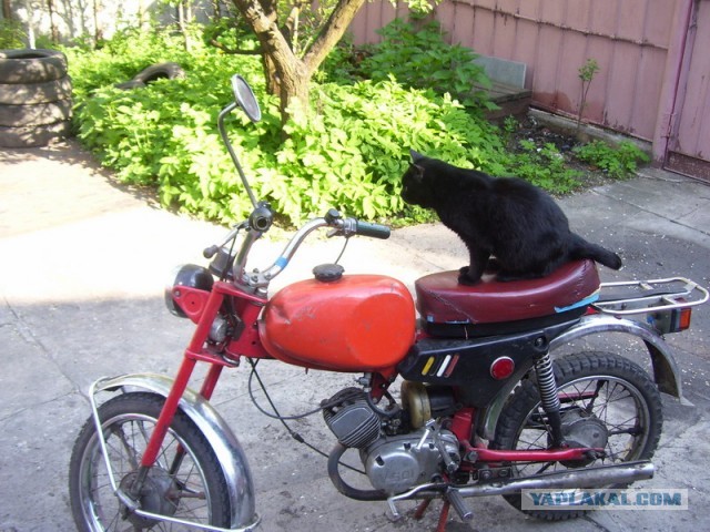 Фото с погибшего бука