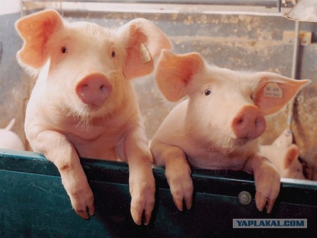 Едят ли чуробасы свинину?