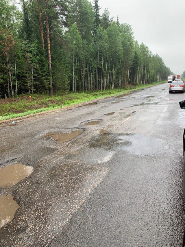 Сосны