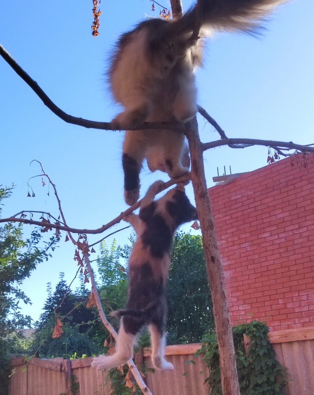 Котовторник!