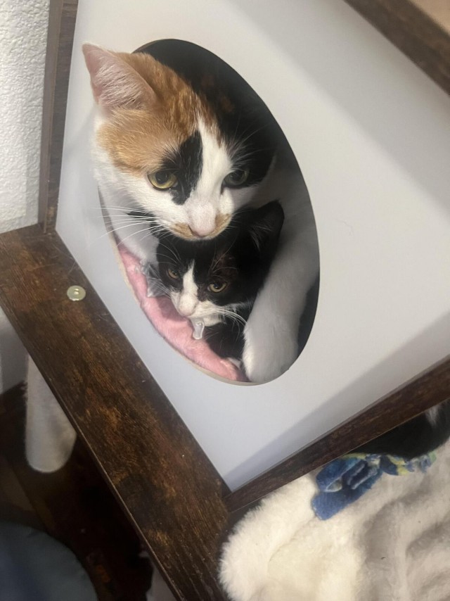 История одной кошки (10 фото)