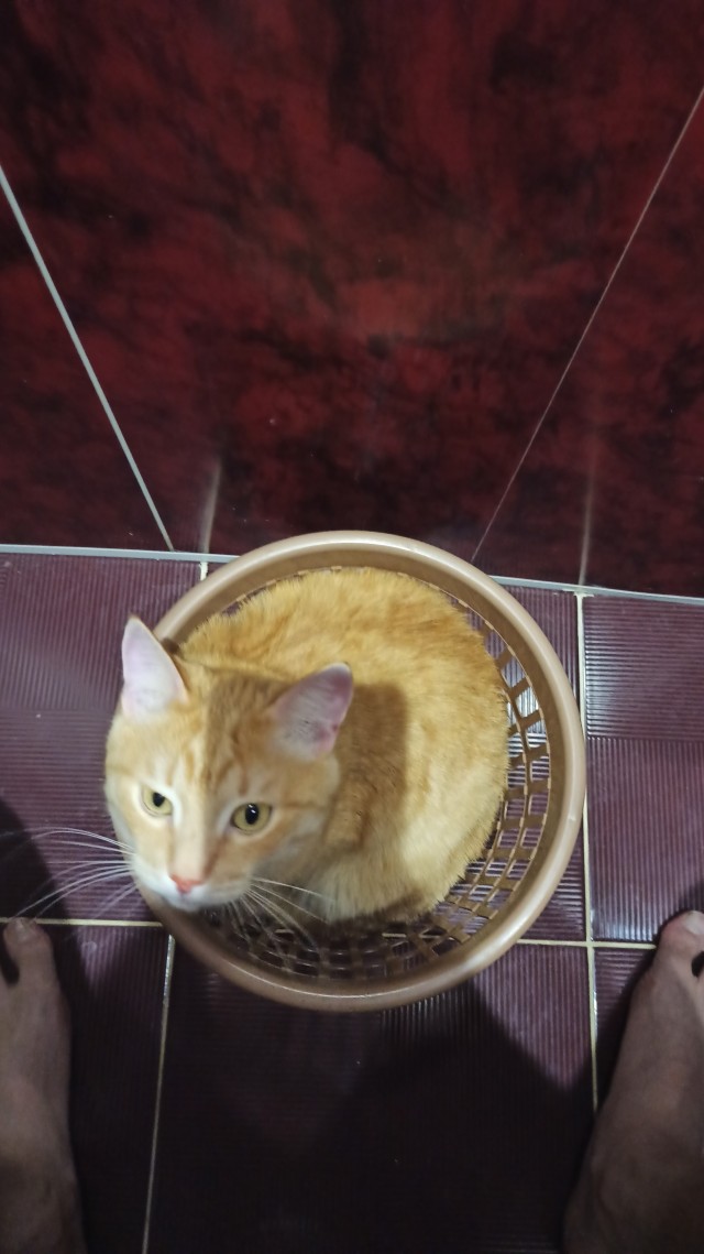 Жизнь с котом в одной картинке