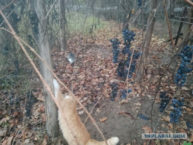 Жизнь домашнего приюта для котеек 520