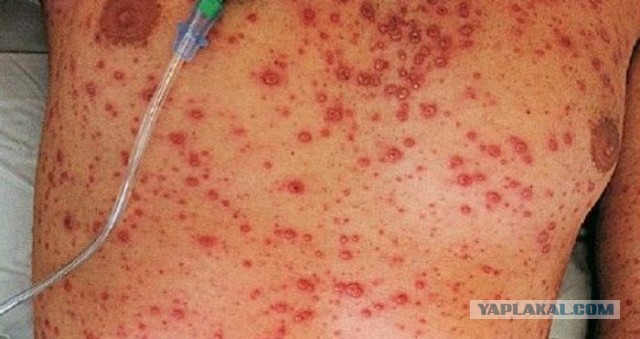 Девушка целует собак в центре спасения, чтобы увидеть их реакцию