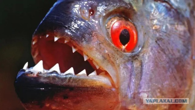 В Балтийском море появились пираньи, перегрызающие подводные кабели стран ЕС и НАТО