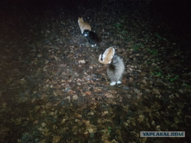 Жизнь домашнего приюта для котеек 530