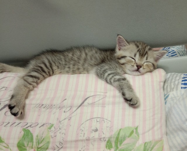 А я не смог без котика.