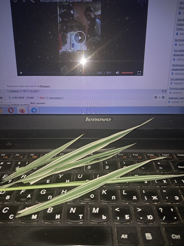 Когда привезли хорошей травы