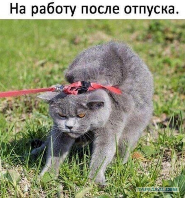 К котовторнику: подборка картинок-баянов с котиками и про котиков. Выпуск 13