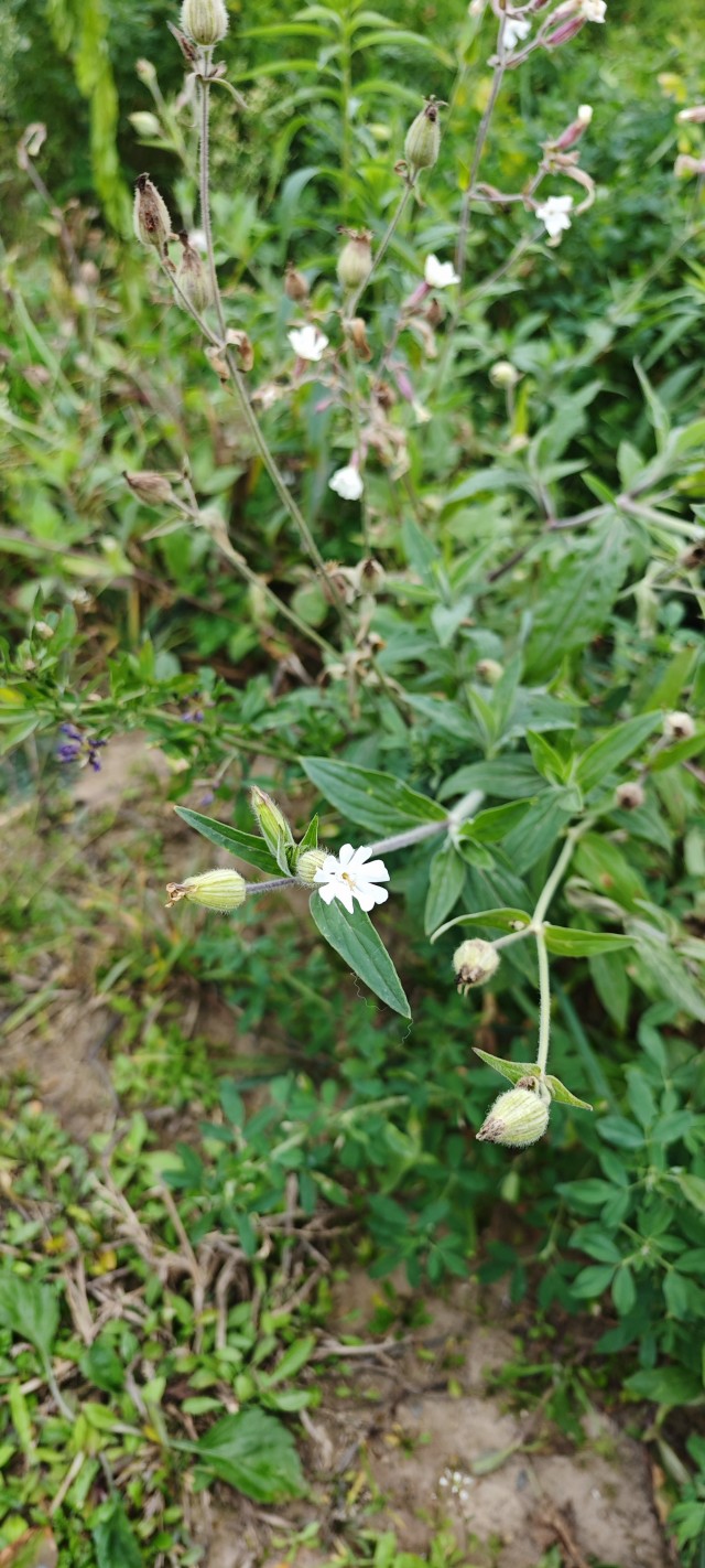 Осколки лета