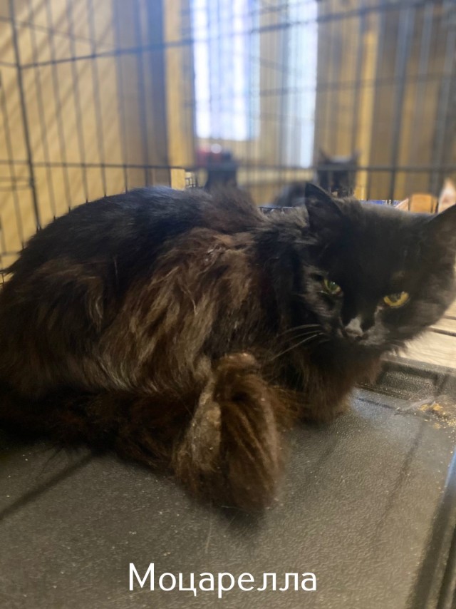 Жизнь домашнего приюта "Котоленд" 515