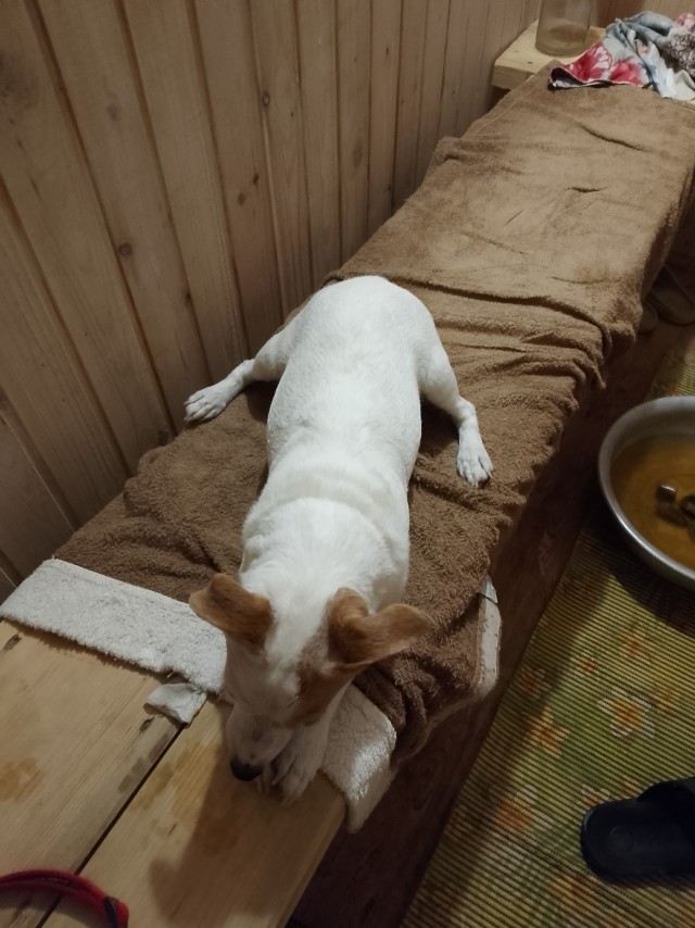 Собакочетверг
