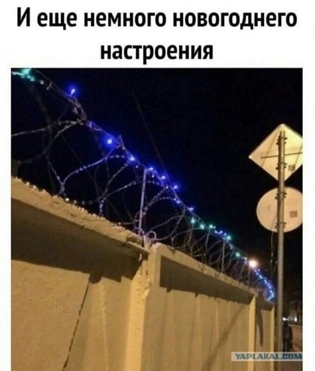Розы гибнут на газонах...