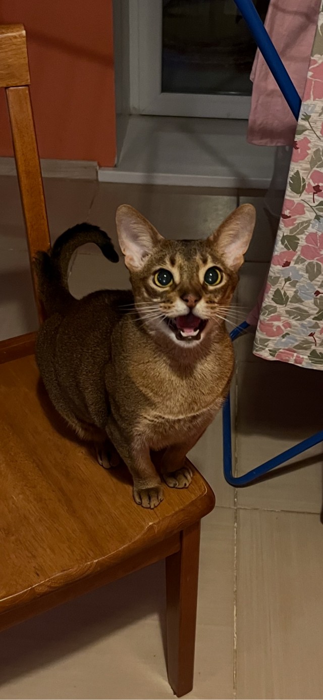 Котофторник жеж