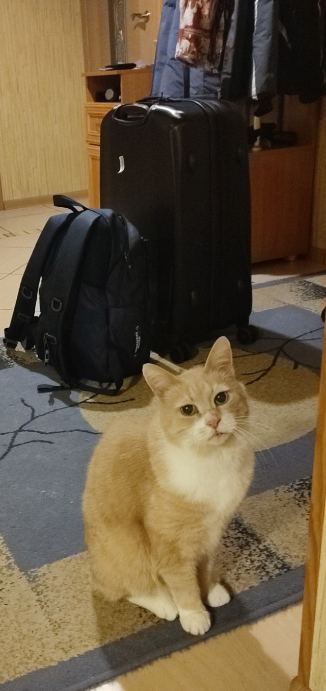 Кошкам наплевать на своих хозяев