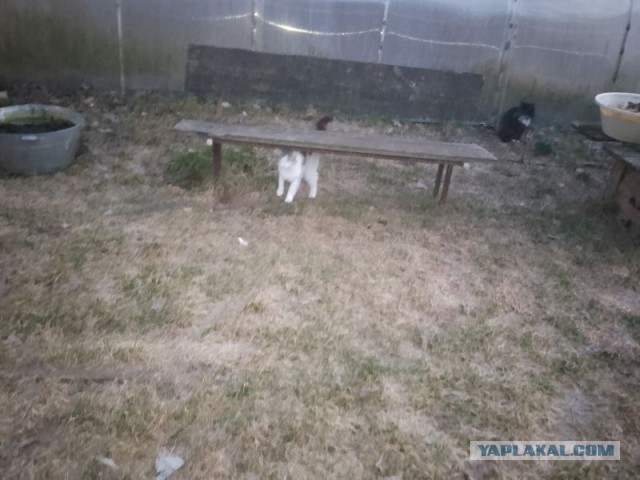 Жизнь домашнего приюта для котеек 575