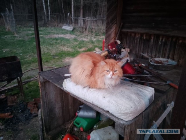 Жизнь домашнего приюта для котеек 576