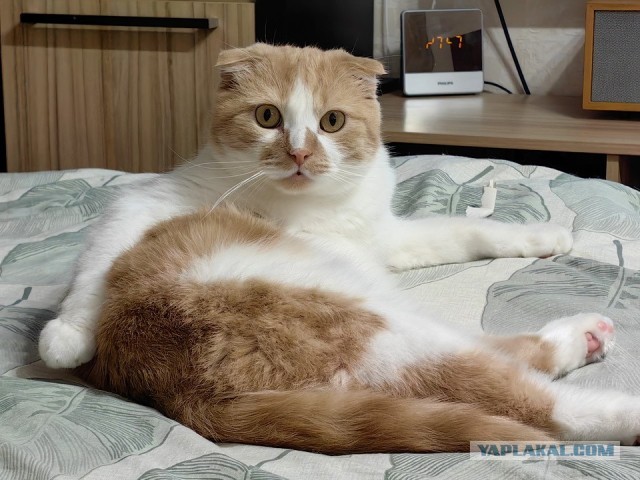 Снова наши коты