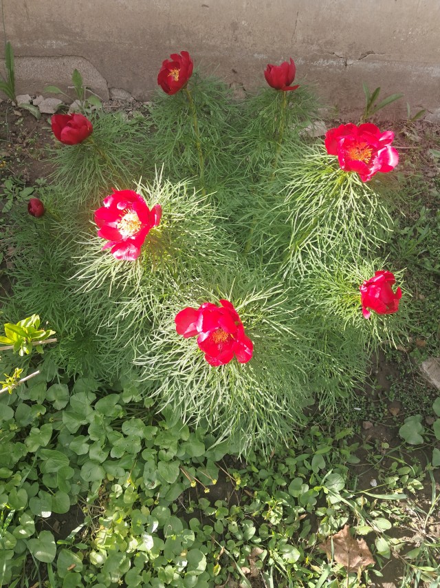 Пять лет назад привёз с полигона луковицу.