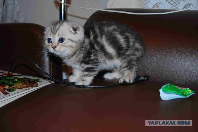 Котовторник 23.07.2013