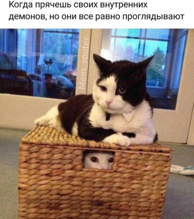 Подборка картинок к котовторнику