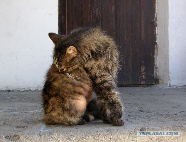 Коты Севастополя