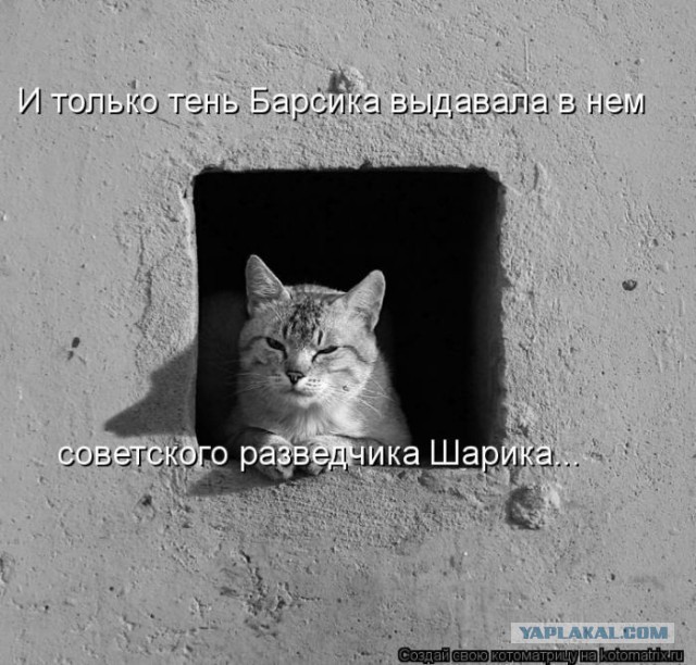 Соседский котэ...