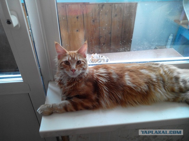 Котовторник 22.04.2014