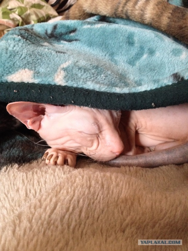 Котовторник 27.5.2014