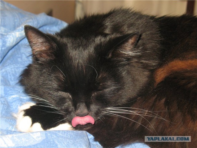 Котовторник 30.09.2014