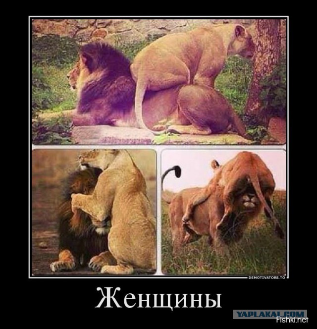 Подборка демотиваторов