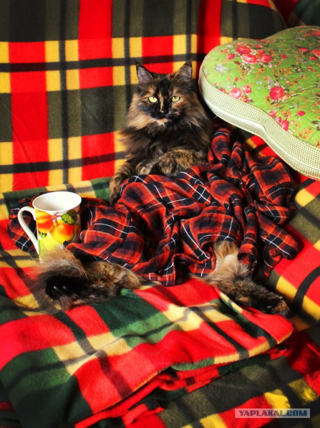 Котовторник 11.11.2014