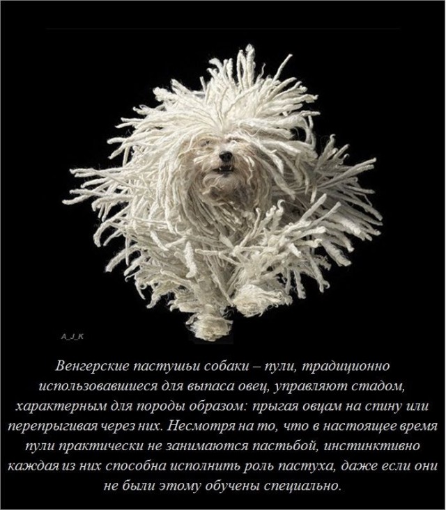 20 фактов обо всем