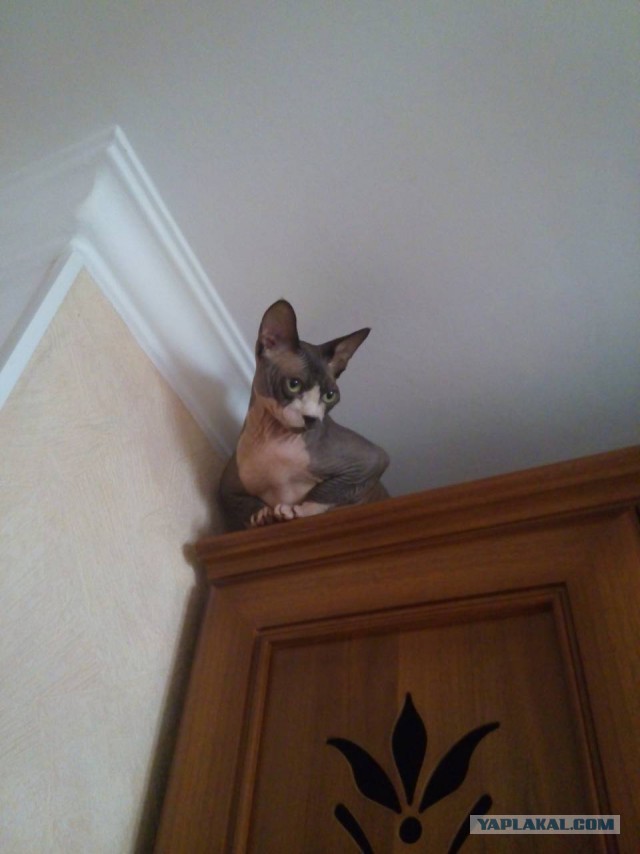 Кот. Просто кот