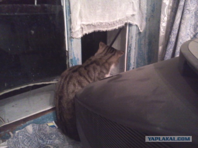 Котовторник 15-09-2015 !