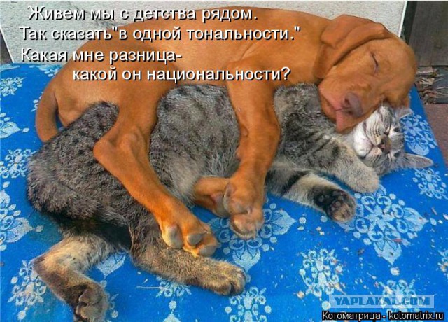 Собаки против котов
