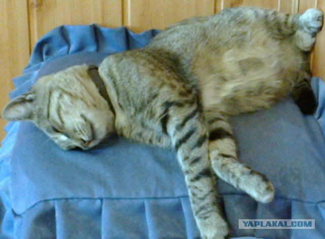 Котовторник 29-09-2015,